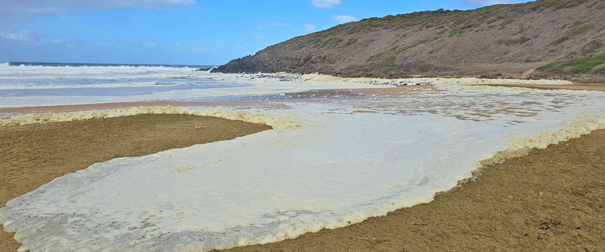 Algae bloom south australia